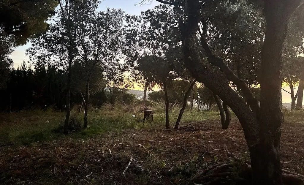 Природный участок с соснами и средиземноморской растительностью.