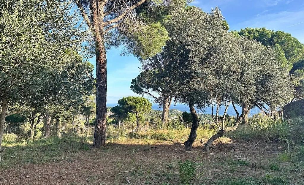 Ровный земельный участок с соснами, подготовленный под застройку.