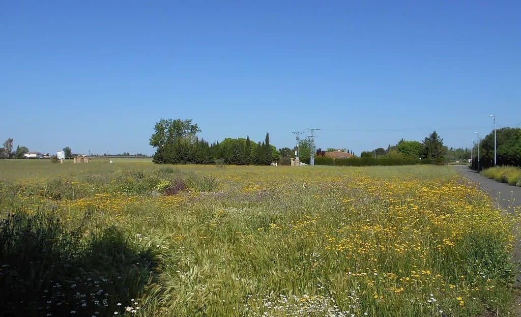Земельный участок в Реус — панорамный вид на поле с дикой травой и деревьями вдали
