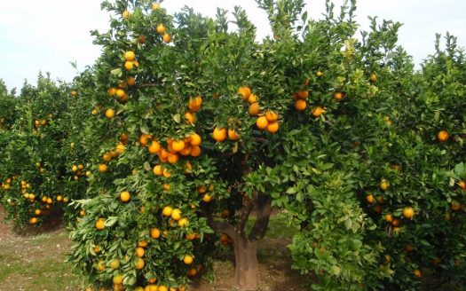 Инвестиции в цитрусовые сады Испании: апельсины, мандарины и лимоны