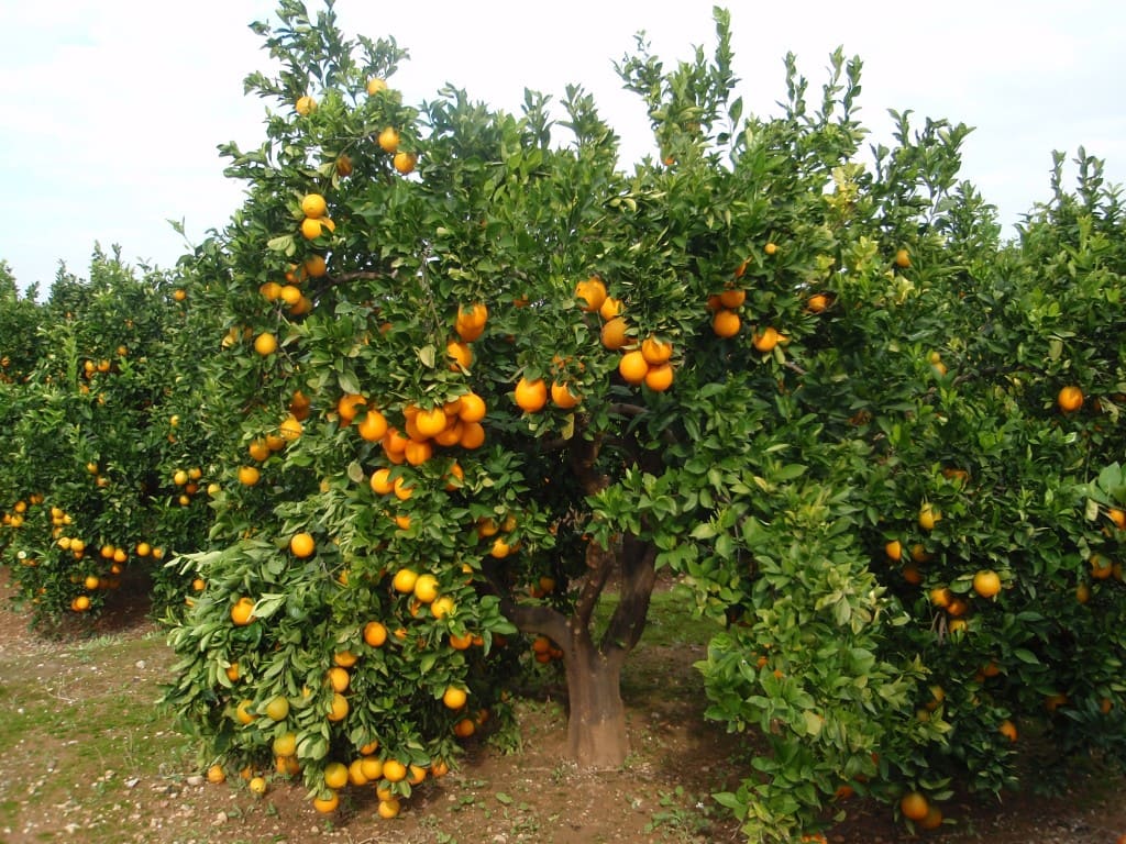 Инвестиции в цитрусовые сады Испании: апельсины, мандарины и лимоны