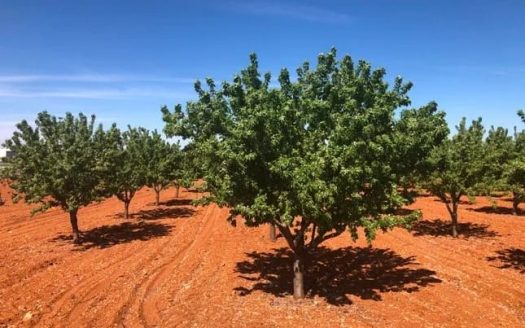 Миндаль и фисташка в Испании: ореховый бум для инвестора