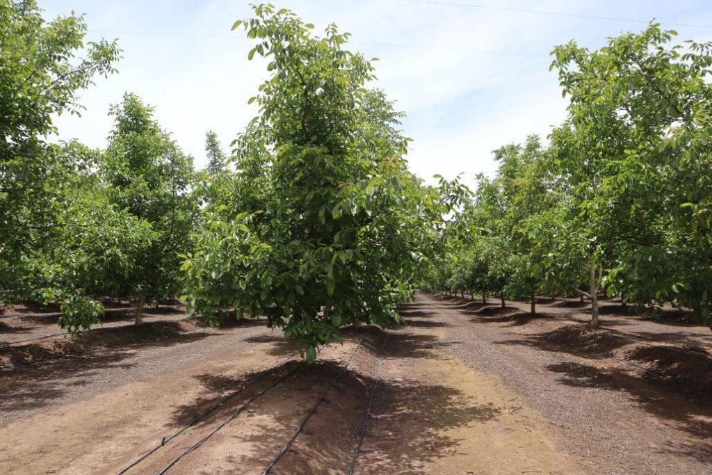 2 Миндаль и фисташка в Испании: ореховый бум для инвестора