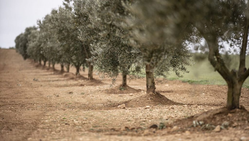 оливковая плантация в Таррагоне (Приорат)