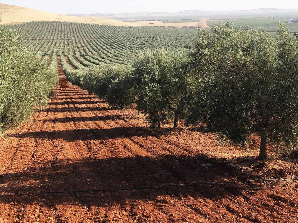 2 Оливковые рощи Испании: традиционные сады против суперинтенсивных плантаций