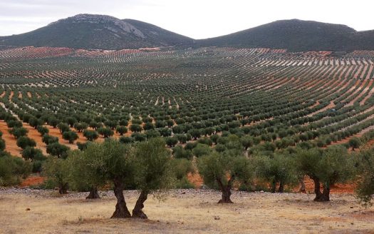 Оливковые рощи Испании: традиционные сады против суперинтенсивных плантаций