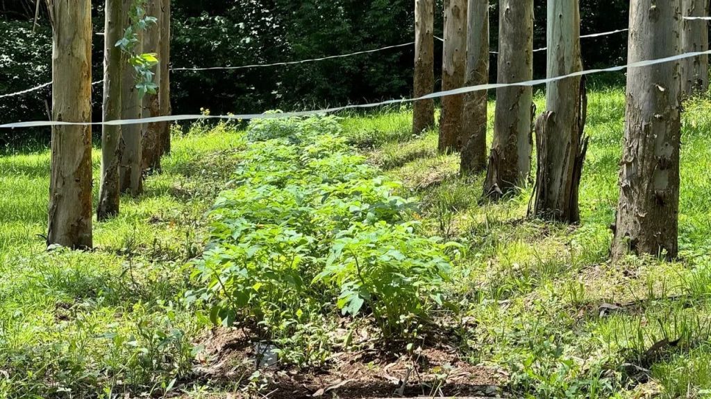 2 Рекреационная и лесная земля в Испании инвестиции в природу