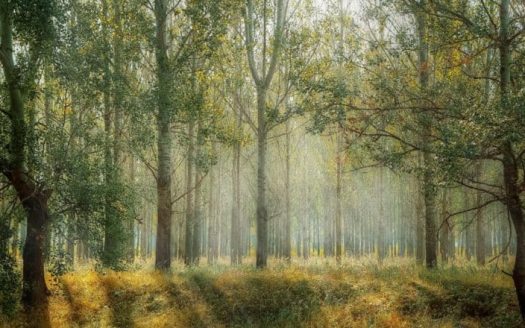 Рекреационная и лесная земля в Испании: инвестиции в природу