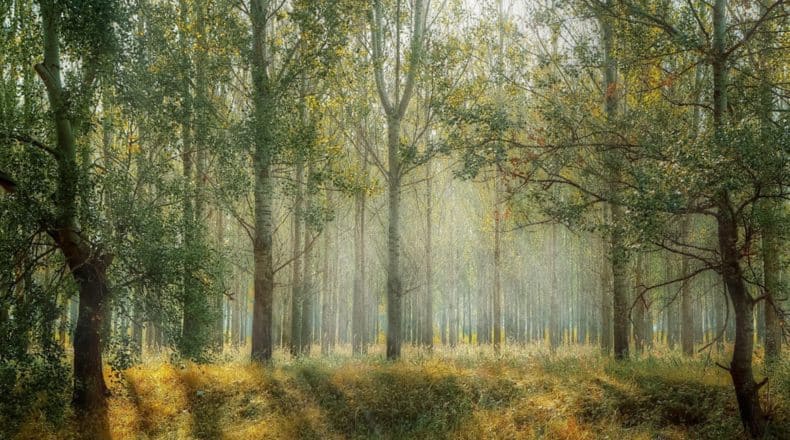 Рекреационная и лесная земля в Испании: инвестиции в природу