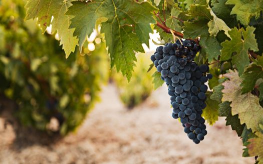 Виноградники Испании: бизнес и престиж в регионах DO