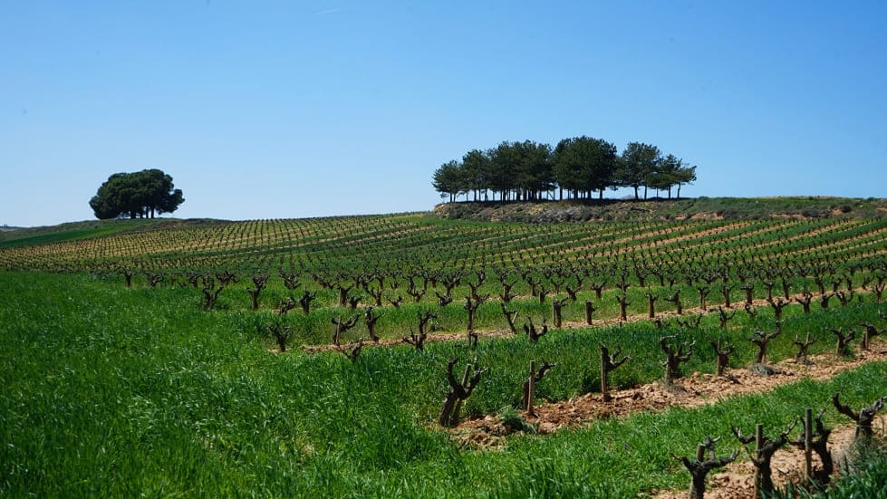 2 Виноградники Испании: бизнес и престиж в регионах DO