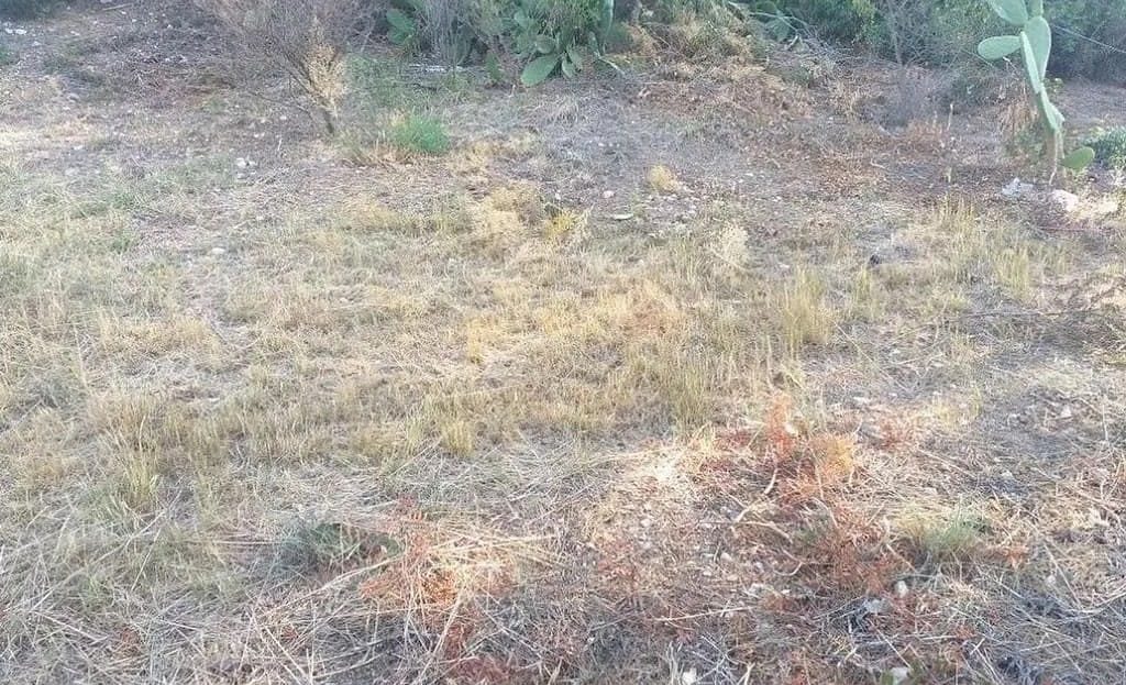 Крупный план рельефа земельного участка. Показана сухая, каменистая почва с дикой средиземноморской растительностью, кустарниками и редкими опунциями. Демонстрация естественного состояния земли перед освоением.