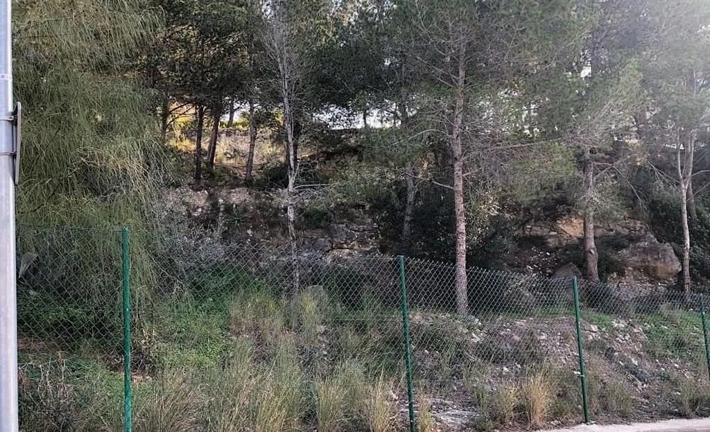 Широкий вид на заросший соснами склон земельного участка с уровня асфальтированной дороги. Видны столбы забора по границе территории, демонстрирующие масштаб лесного массива на участке.