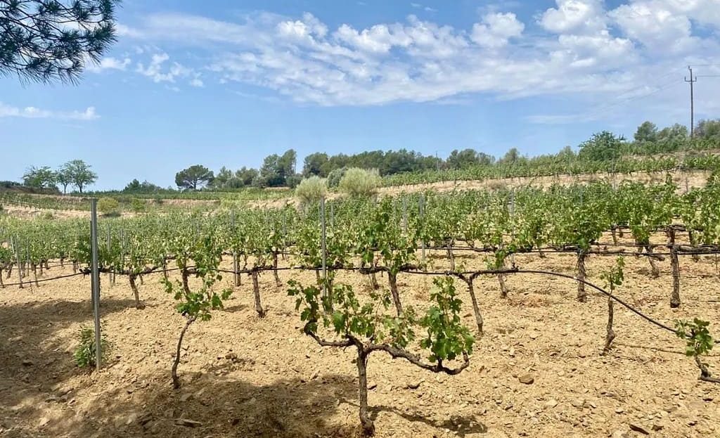Виноградник в Испании в регионе Приорат: молодые лозы на фоне холмов.