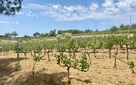 Виноградник в Испании в регионе Приорат: молодые лозы на фоне холмов.